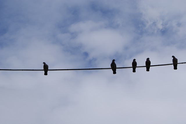 birds-430136_640