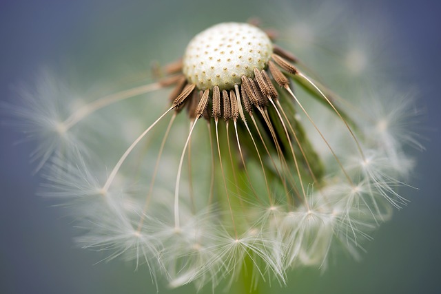 common-dandelion-335662_640