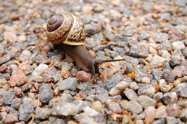 snail-221988_640