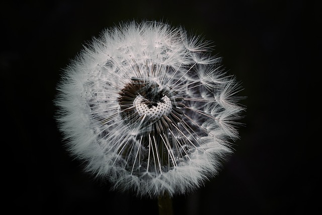 dandelion-1329776_640