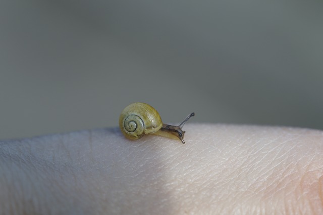 crawling-snails-794034_640