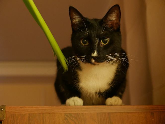 17492382_240969053033851_3543438054278384266_o